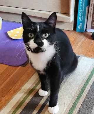 RUGGLES