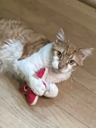 Lucas