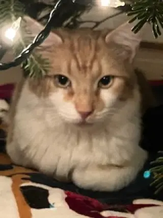 Lucas