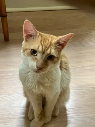 Lucas
