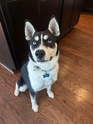 Jonsey (Fortnite Litter)