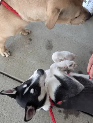 Jonsey (Fortnite Litter)