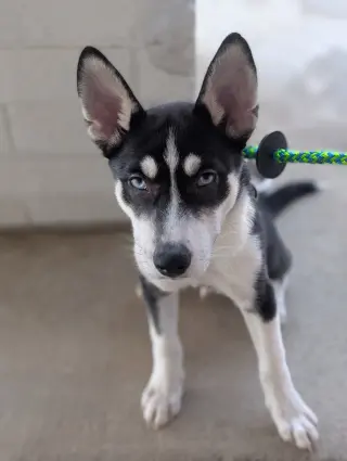 Jonsey (Fortnite Litter)