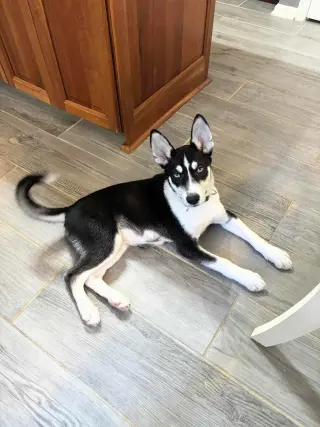 Jonsey (Fortnite Litter)
