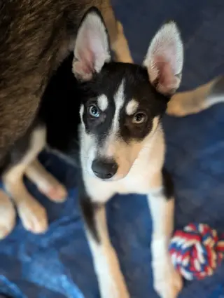 Jonsey (Fortnite Litter)