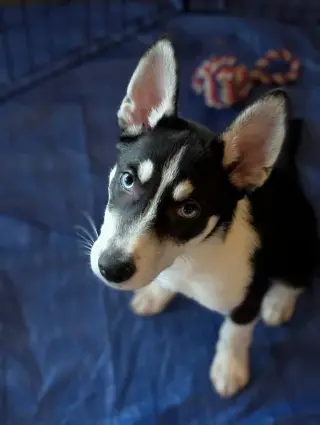 Jonsey (Fortnite Litter)
