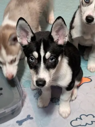 Jonsey (Fortnite Litter)