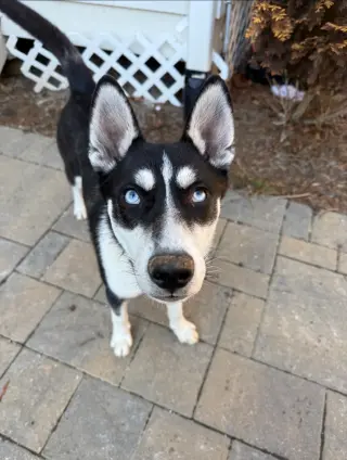 Jonsey (Fortnite Litter)