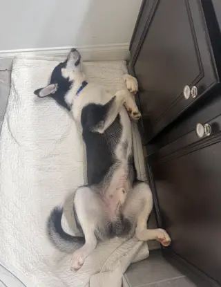 Jonsey (Fortnite Litter)