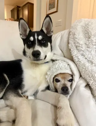 Jonsey (Fortnite Litter)