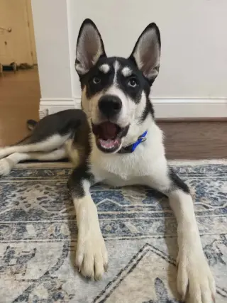 Jonsey (Fortnite Litter)
