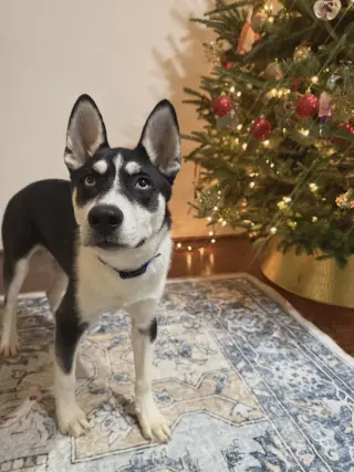 Jonsey (Fortnite Litter)
