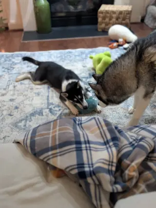 Jonsey (Fortnite Litter)