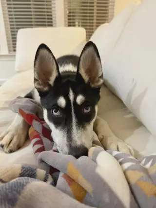 Jonsey (Fortnite Litter)