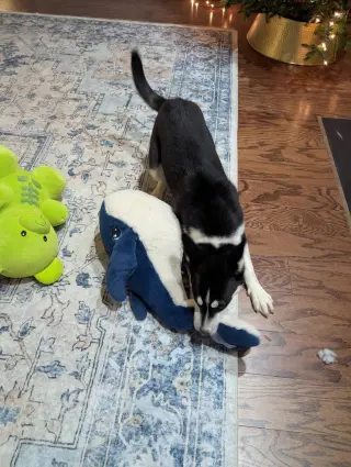 Jonsey (Fortnite Litter)