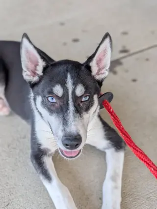 Jonsey (Fortnite Litter)