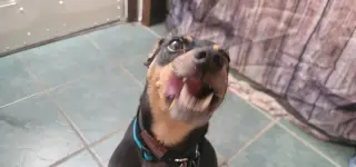 Rosco