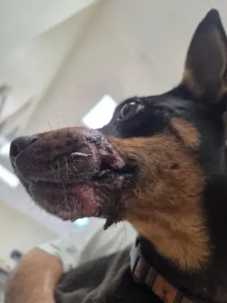 Rosco