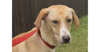 Lucy (TX)