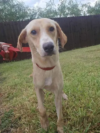 Lucy (TX)