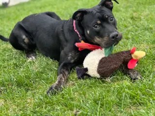 Biscuit