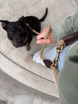 Biscuit