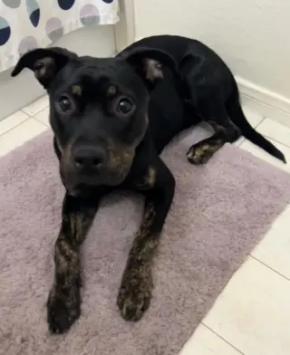 Biscuit