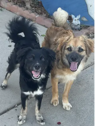 Rocco & Roxie