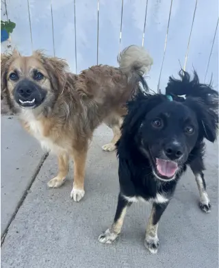 Rocco & Roxie