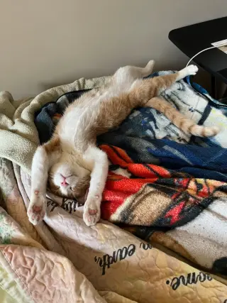 Mr Katt