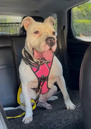 Bo