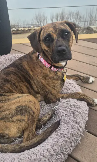 Layla - ADOPT ME WITH LENNY!!