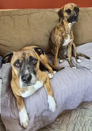 Layla - ADOPT ME WITH LENNY!!