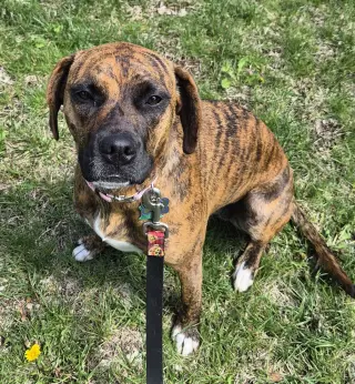 Layla - ADOPT ME WITH LENNY!!