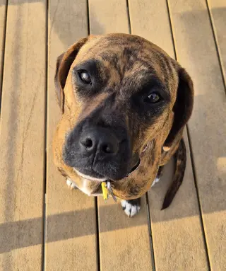Layla - ADOPT ME WITH LENNY!!