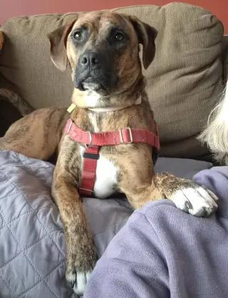 Layla - ADOPT ME WITH LENNY!!