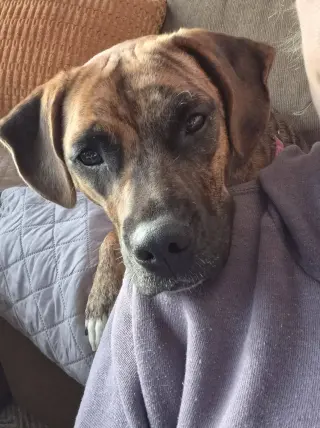 Layla - ADOPT ME WITH LENNY!!