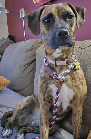 Layla - ADOPT ME WITH LENNY!!