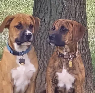 Layla - ADOPT ME WITH LENNY!!
