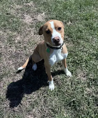 Johnny - FOSTER OR ADOPT ME!!