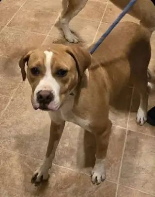 Johnny - FOSTER OR ADOPT ME!!