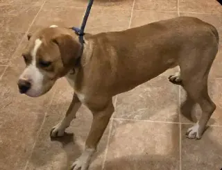 Johnny - FOSTER OR ADOPT ME!!