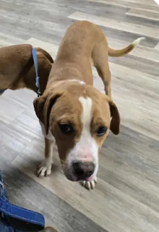 Johnny - FOSTER OR ADOPT ME!!