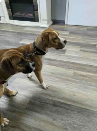 Johnny - FOSTER OR ADOPT ME!!