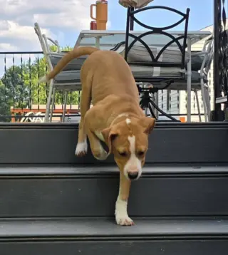 Johnny - FOSTER OR ADOPT ME!!