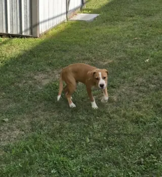 Johnny - FOSTER OR ADOPT ME!!