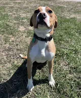 Johnny - FOSTER OR ADOPT ME!!
