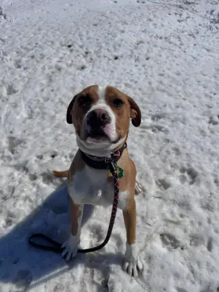 Johnny - FOSTER OR ADOPT ME!!