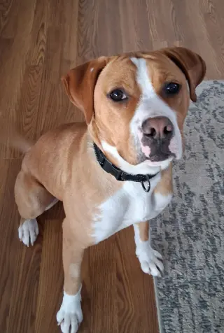 Johnny - FOSTER OR ADOPT ME!!