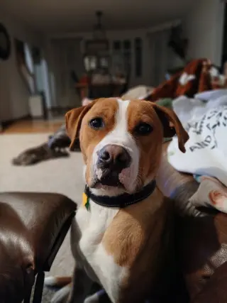 Johnny - FOSTER OR ADOPT ME!!